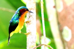 Sunbird, Ruby-cheeked.Male.IMG_9114.web.1