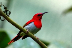 Sunbird, Temminck's .3N2A3252-1.web