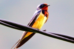 Swallow, Barn.Adult.web