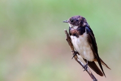 Swallow, Barn.Juvenile.IMG_1380.web