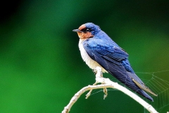 Swallow, Pacific.3N2A9090-1.web