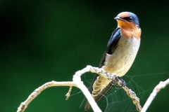 Swallow, Pacific.Juvenile.3N2A9230-1.web