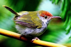 Tailorbird, Dark-necked .Female.IMG_5763.web