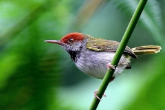 Tailorbird, Dark-necked.Male.IMG_1335.web