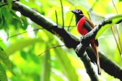 Trogon, Diard's .Male.3N2A9635.web