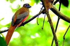 Trogon, Diard's.Subadult.web