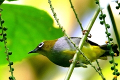 White-eye, Everett's .IMG_7082.web