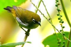 White-eye, Everett's.IMG_7098.web