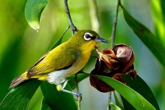 White-eye, Oriental.3N2A3056-1.web