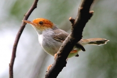 Tailorbird, Ashy. Female.3N2A8700.web