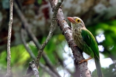 Barbet, Lineated , .IMG_0611.web