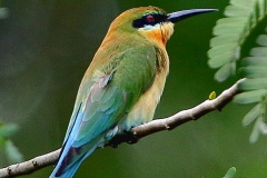 Bee-eater, Blue-tailed.14.11.18.3N2A9121.web