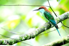 Bee-eater, Blue-throated , .3N2A8921-1.web