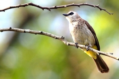 Bulbul, Yellow-vented  .IMG_5963-1.web