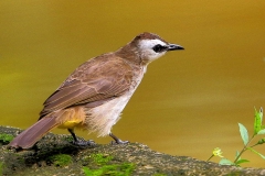 Bulbul, Yellow-vented.3N2A9283.1.web