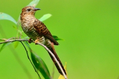 Cuckoo, Plaintive. Rufous morph Female (nearly like juvenile).15.8.11.3N2A2337.web