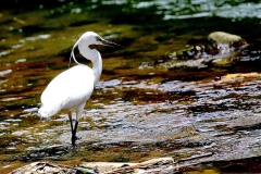 Egret, Little. In breeding plumage, by the head plume.web