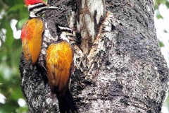 Flameback, Common. Male-Female.web