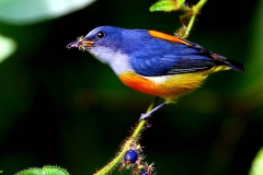 Flowerpecker, Orange-bellied. Male.IMG_5606.web