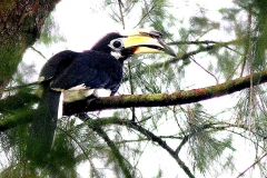 Hornbill, Oriental Pied-. (A.a.convexus). Female. IMG_8205-1.1.web.1