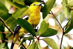 Iora, Common. Female.IMG_3707.1.dpi.web