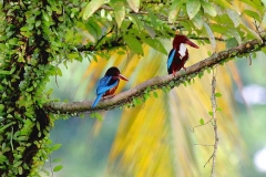 Kingfisher, White-throated. 18.4.8 TRK.3N2A8146.web