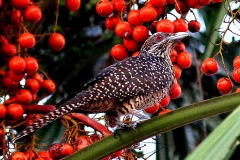 Koel, Asian .Female..IMG_9521.web.1