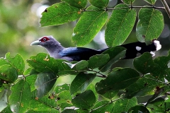 Malkoha, Green-billed. IMG_4843.dpi.web