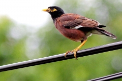 Myna, Common. 12.10.10.IMG_6721.web