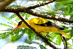 Oriole, Black-naped .Adult..3N2A9541.web.1