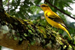 Oriole, Black-naped.Juvenile.3N2A9572rs.dpi.web