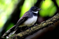 Pied-Fantail, Malaysian . 3N2A8456.web