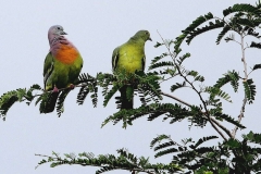 Pigeon, Pink-necked. Male-Female.web