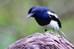 Robin, Oriental Magpie. Male. IMG_0884.web.1