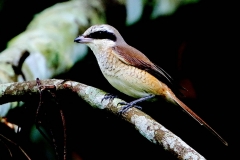 Shrike, Brown. (Lucionensis, first winter).3N2A8793.1.web