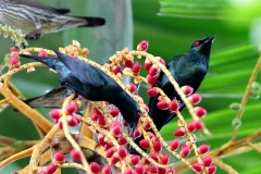 Starling, Asian Glossy .Adults.13.1.21.IMG_2648.web