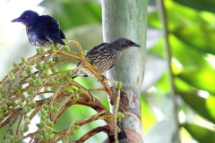 Starling, Asian Glossy. Juveniles.IMG_8273.web