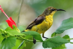 Sunbird, Olive-backed . Female.3N2A1766.web