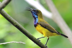 Sunbird, Olive-backed .Male.IMG_6667.web