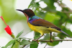 Sunbird, Plain-throated (or Brown-throated) . Male.IMG_6497.web