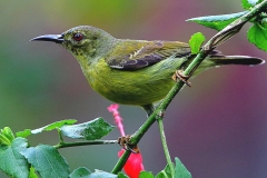 Sunbird, Plain-throated (or Brown-throated). Female..3N2A3924.web