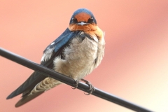 Swallow, Barn .3N2A3361.web.1