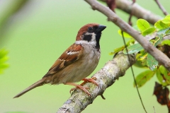 Tree-Sparrow, Eurasian .3N2A9286.web.1