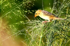 Weaver, Baya. Female.12.12.8.IMG_7509.web