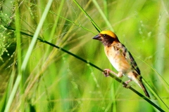 Weaver, Baya. Male.IMG_7660.web