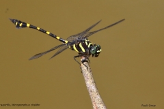 17.4.23 Dragonfly,Microgomphus chelifer.TmnRimbaKiara.3N2A6232.1.web