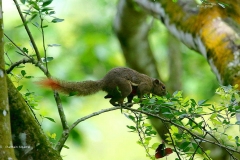 17.4.23 Plantain Squirrel. TmnRimbaKiara.3N2A6296.1.web