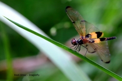 18.4.8 Dragonfly. TRK.IMG_5188.web