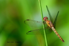 18.4.8 Dragonfly.TRK.3N2A8125.web