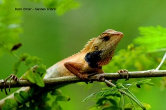 18.4.8 Garden Lizard. TRK.3N2A8171.web-1